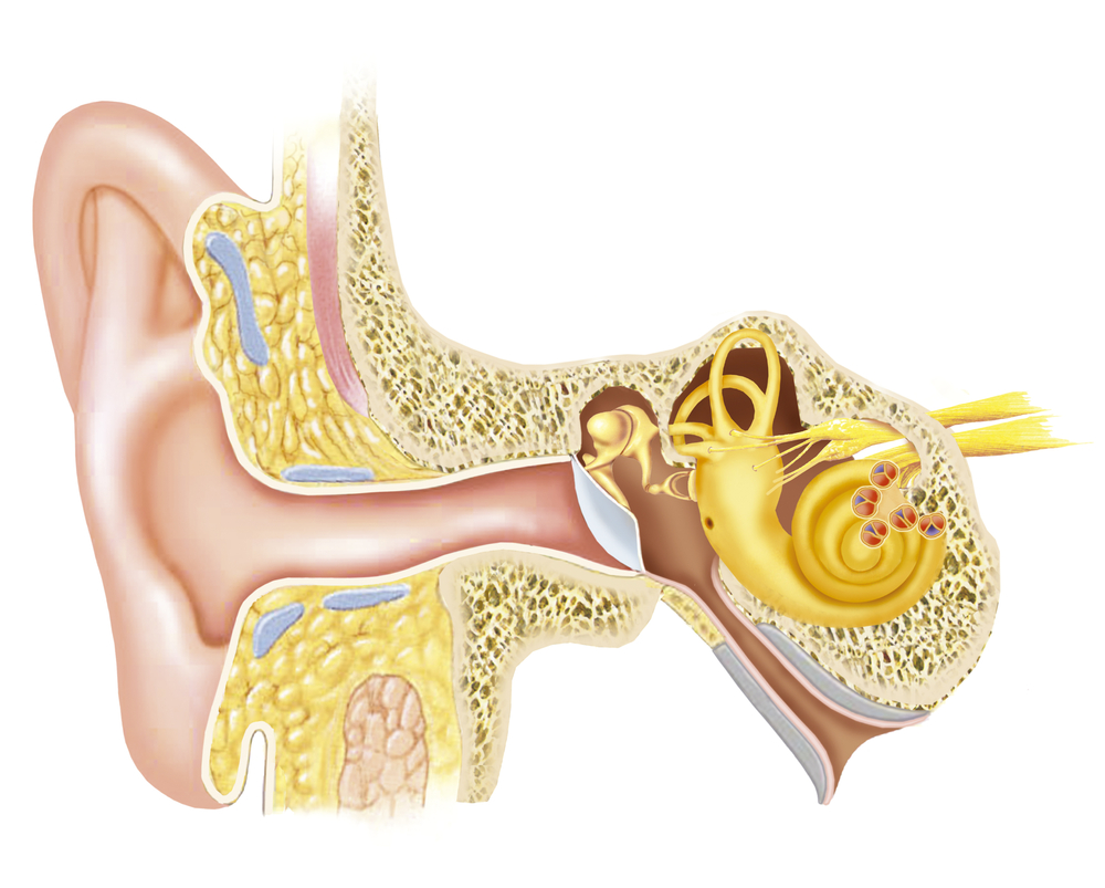 Строение уха и вестибулярного аппарата. Барабанная перепонка при болезни Меньера. Ушная раковина слуховой нерв барабанная перепонка. Строение ухо и вестибулярный аппарат.