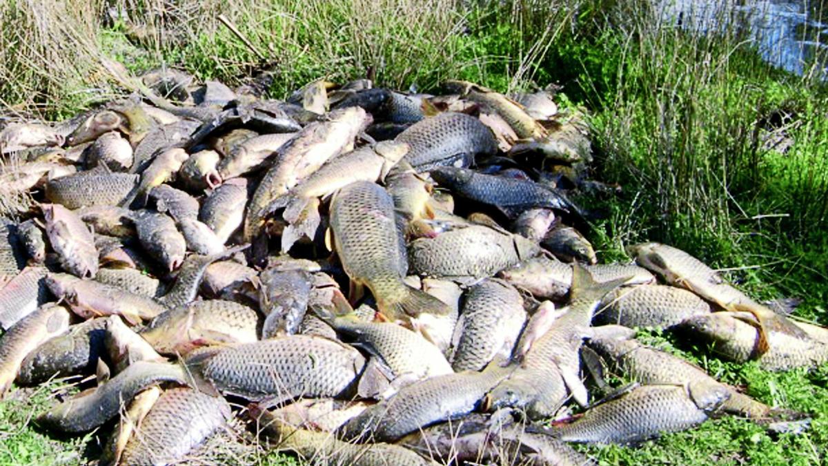 25 фактов о рыбах, рыбалке, рыбаках и рыборазведении