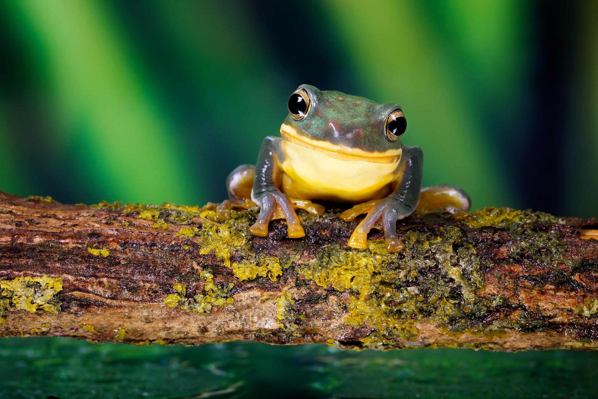 Belle frog. Жабовидная квакша. Земноводные Тритон жаба. Зеленоватый Тритон. Лягушка саламандра.