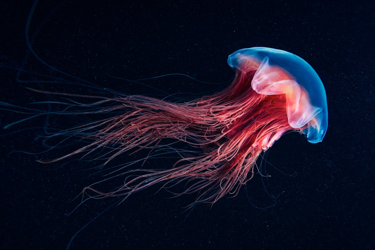 Медуза цианея